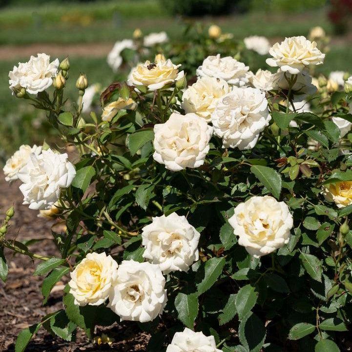 Rosa ‘Meidevi' PP 35,825  - Buttercream Drift® Rose