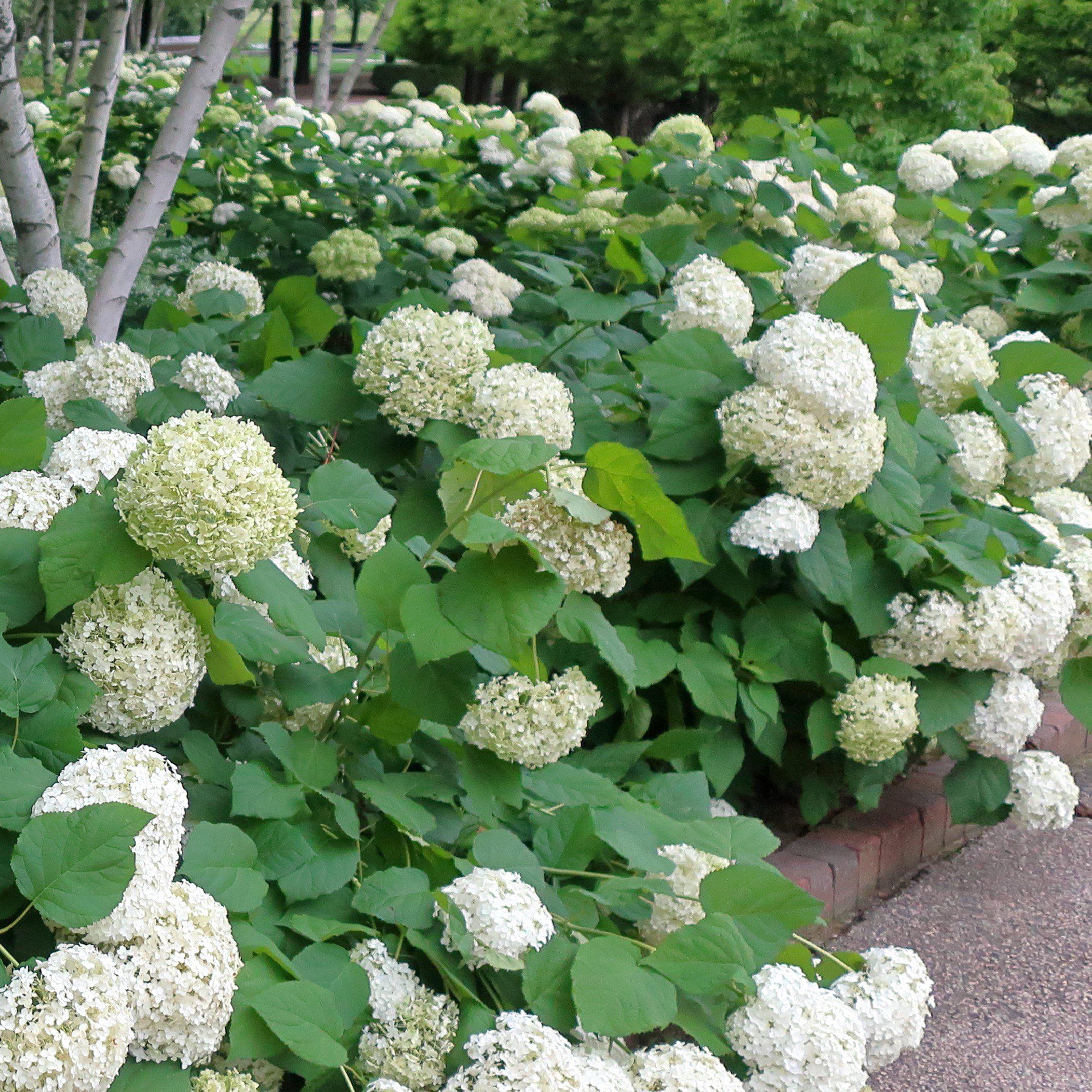 Hydrangea arborescens 'Annabelle'  - Mophead Hydrangea, Annabelle Hydrangea