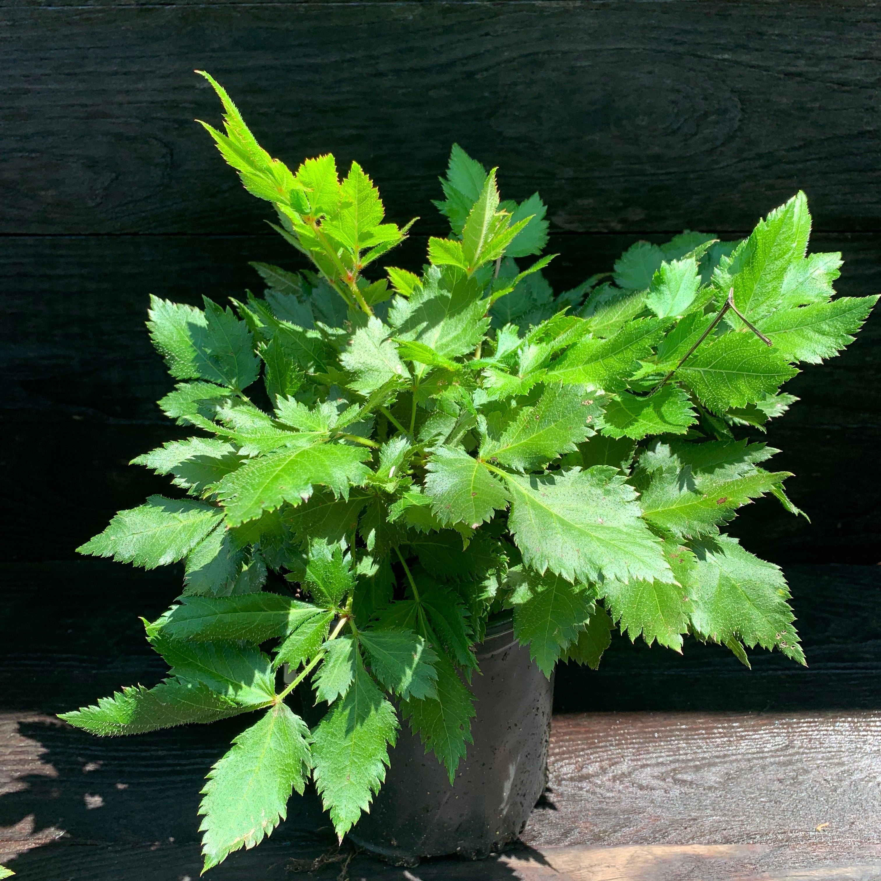 Astilbe chinensis 'Visions'  - Visions Chinese Astilbe, False Goat's Beard