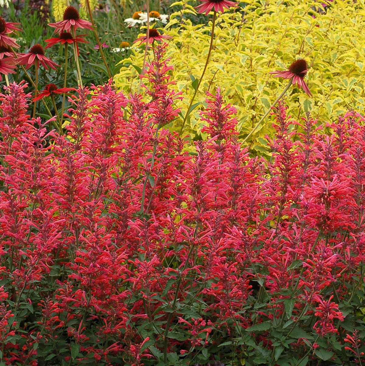 Agastache ‘Kudos Coral’  - Kudos™ Coral Hummingbird Mint, Hyssop