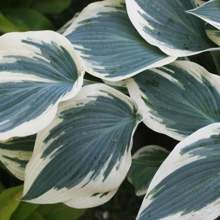 Hosta 'Blue Ivory'  - Blue Ivory Hosta