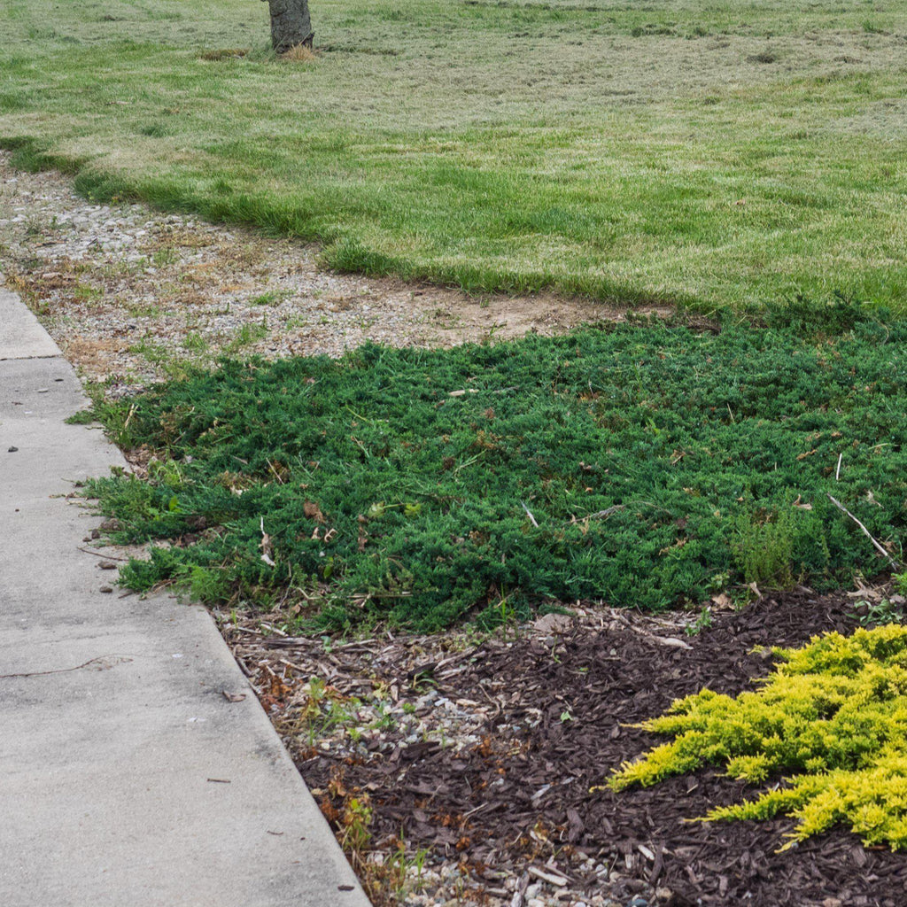 Juniperus horizontalis 'Wiltonii'  - Blue Rug Juniper