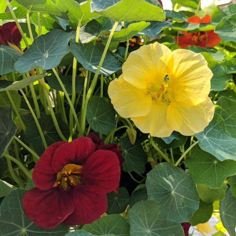 Tropaeolum majus 'Night and Day'  - Night and Day Nasturtium