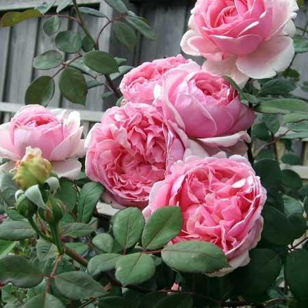 Rosa 'Ausglobe'  - Brother Cadfael® Rose