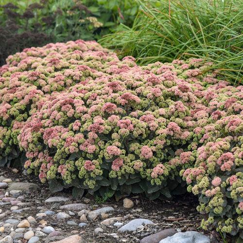 Sedum 'Coraljade'  - Rock 'N Grow® Coraljade Stonecrop
