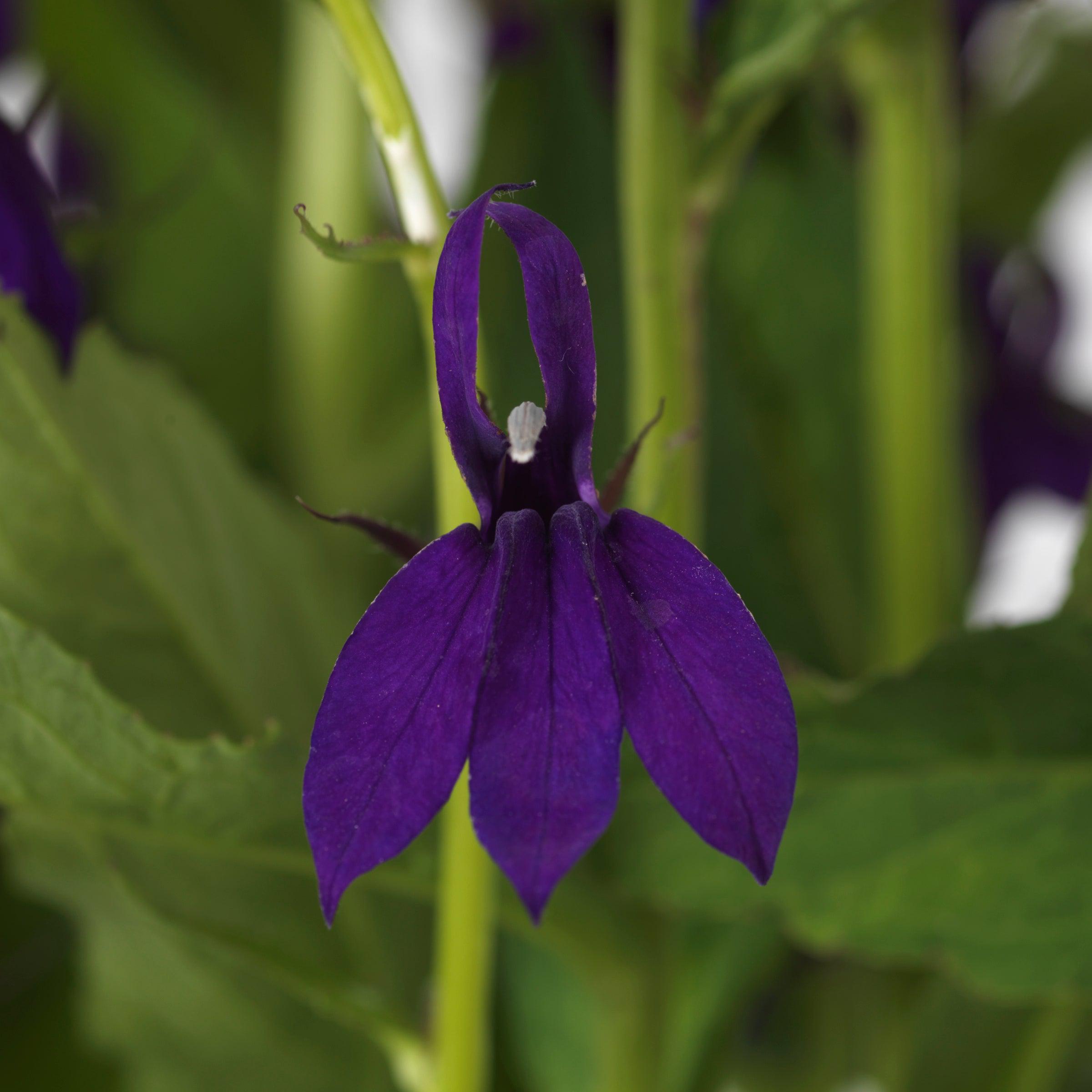 Lobelia x speciosa 'PAS1302712'  - Starship™ Blue Cardinal Flower