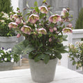 Helleborus x hybridus Frostkiss 'Bayli's Blush'  - Frostkiss® Bayli's Blush Lenten Rose