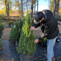 Juniperus chinensis 'Blue Point'  - Blue Point Juniper