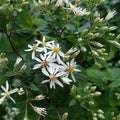 Aster divaricatus  - White Wood Aster