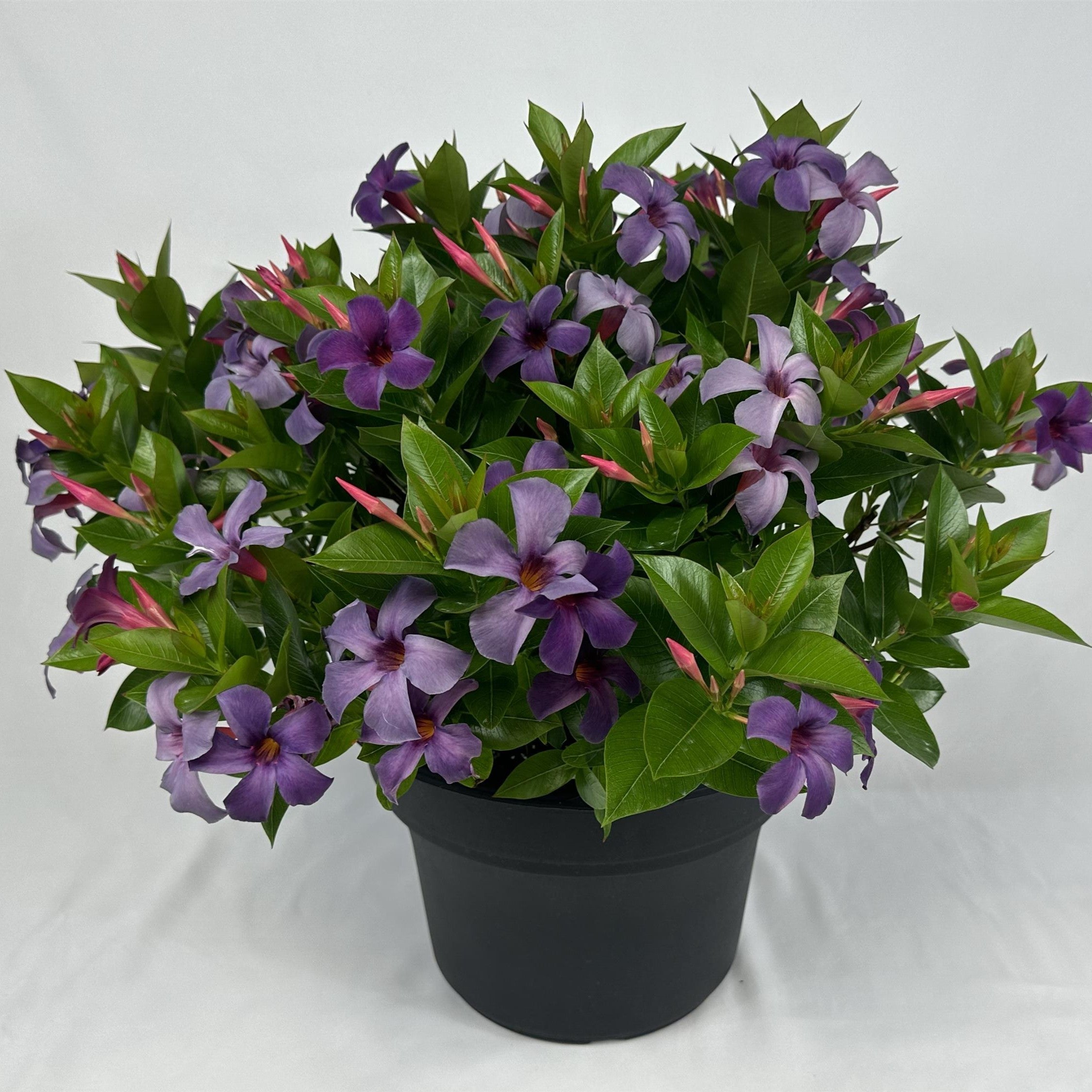 Mandevilla x 'Sun Parasol XP Bluephoria'  - Sun Parasol® Original XP Bluephoria Mandevilla