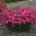 Dianthus 'Raspberry Ruffles'  - Fruit Punch® Raspberry Ruffles Dianthus