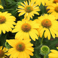 Echinacea x 'Balsomemyim'  - Sombrero® Lemon Yellow Improved Coneflower
