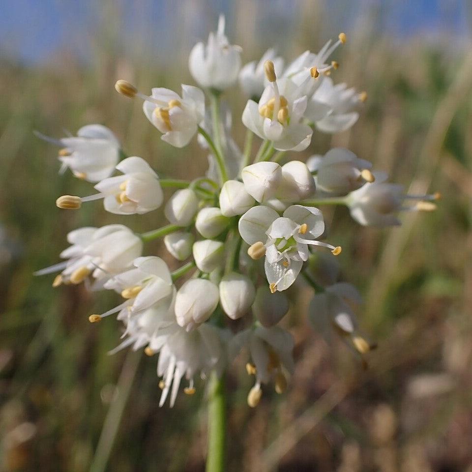 Allium cernuum  - Nodding Onion