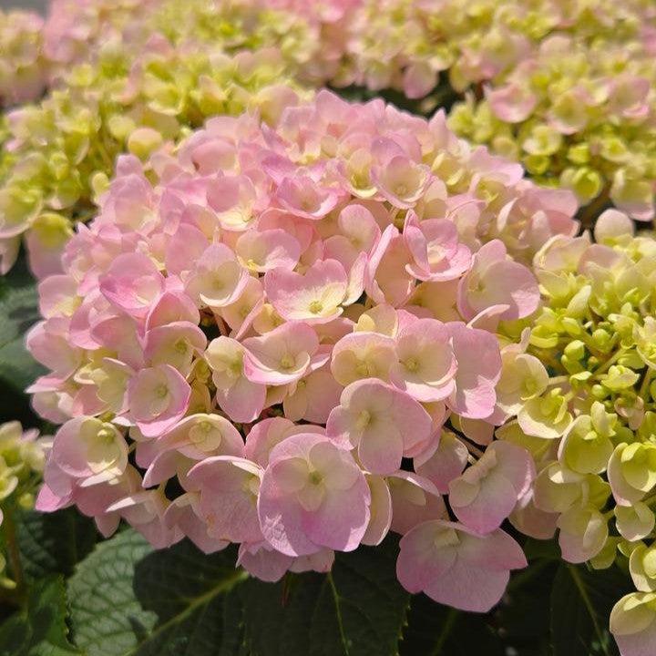 Hydrangea macrophylla 'SMNHMC'  - Wee Bit Innocent® Hydrangea