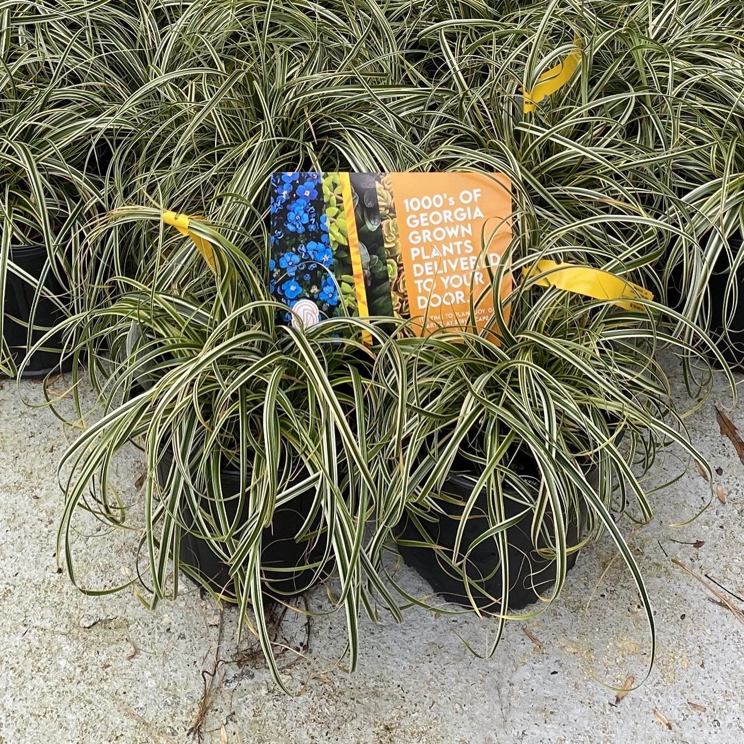 Carex oshimensis 'Feather Falls'  - Feather Falls Sedge