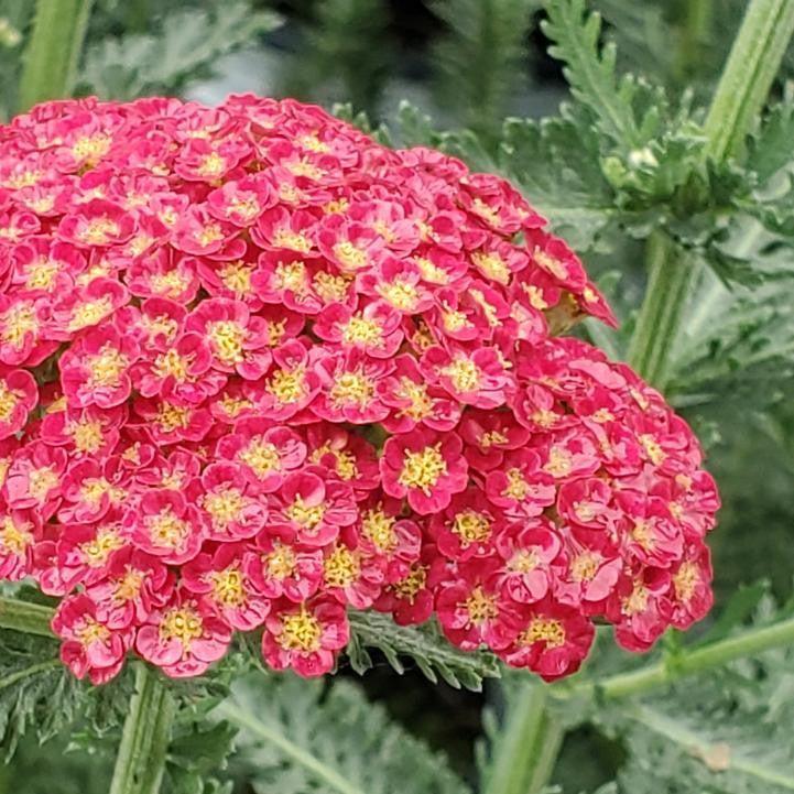 Achillea ’Firefly Red Pop’  - PW® Firefly Red Pop Yarrow