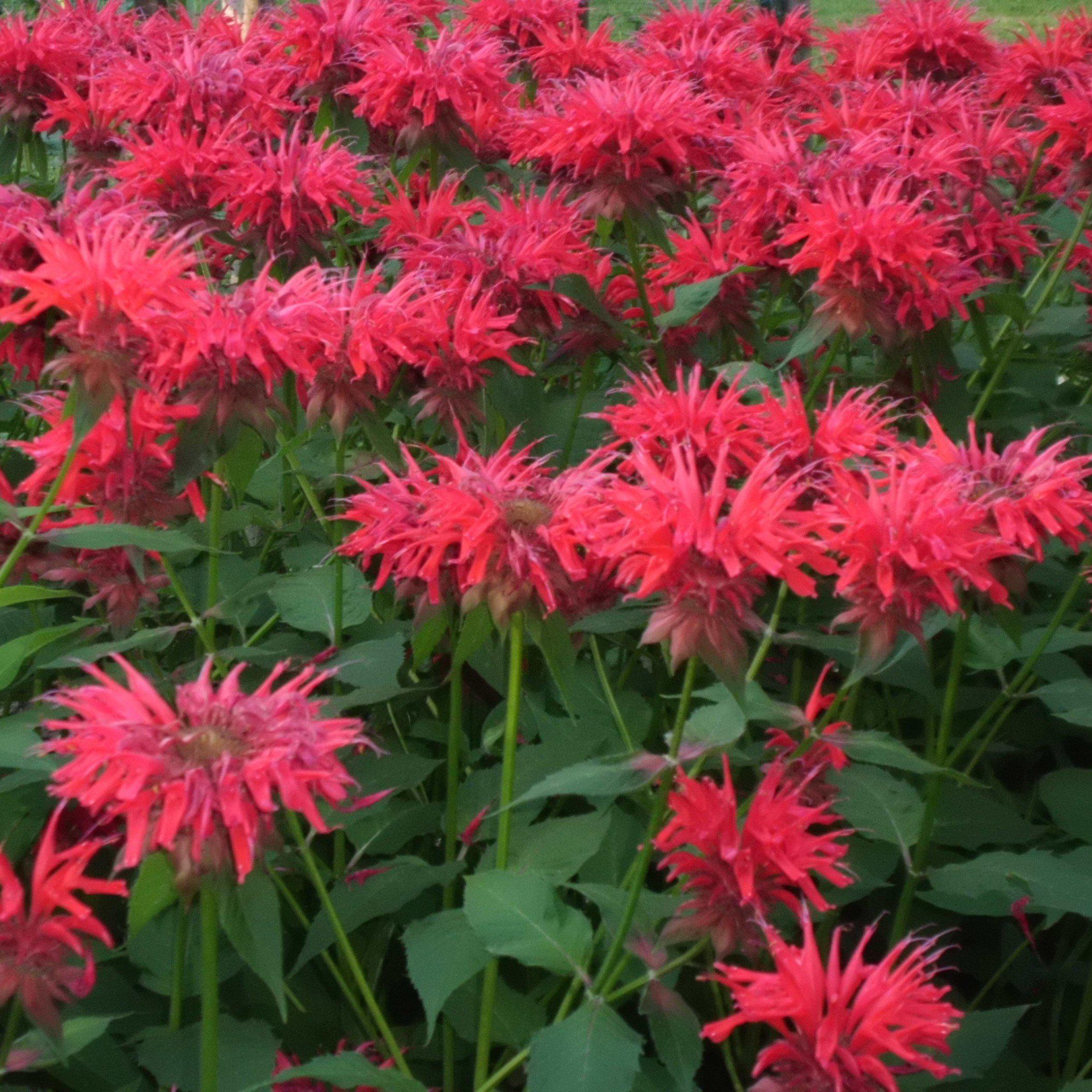 Monarda 'Cherry Pops'  - Sugar Buzz® 'Cherry Pops' Bee Balm