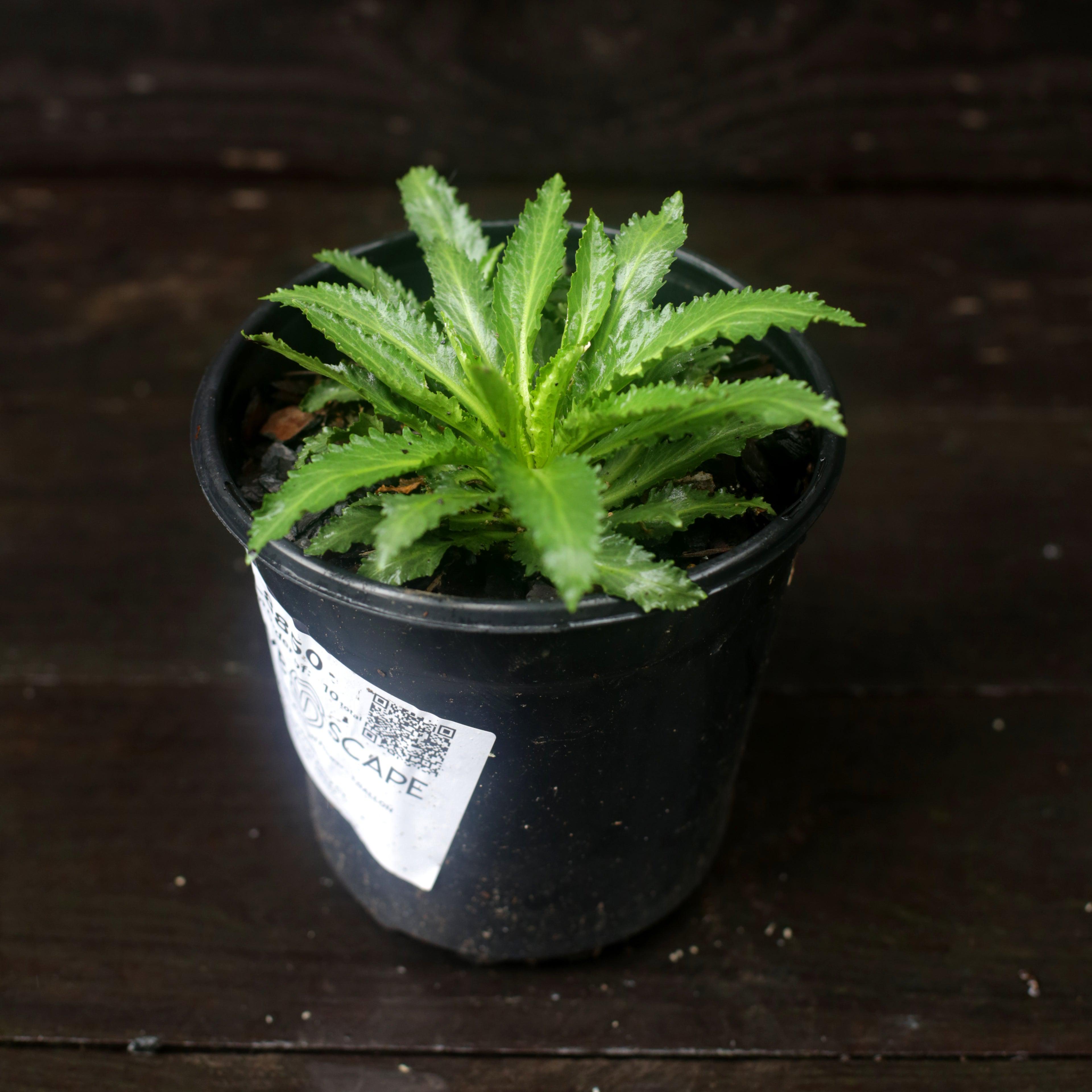Lobelia cardinalis  - Cardinal Flower
