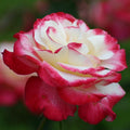 Rosa 'ANDeli'  - Double Delight™ Rose