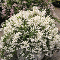 Deutzia sp. 'NCDX1' PP25,916  - Yuki Snowflake® Deutzia