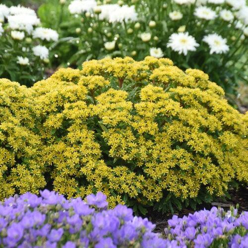 Sedum 'Bright Idea'  - PW® Rock 'N Round® Bright Idea Stonecrop