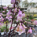Penstemon ‘Midnight Masquerade’  - Midnight Masquerade Beardtongue