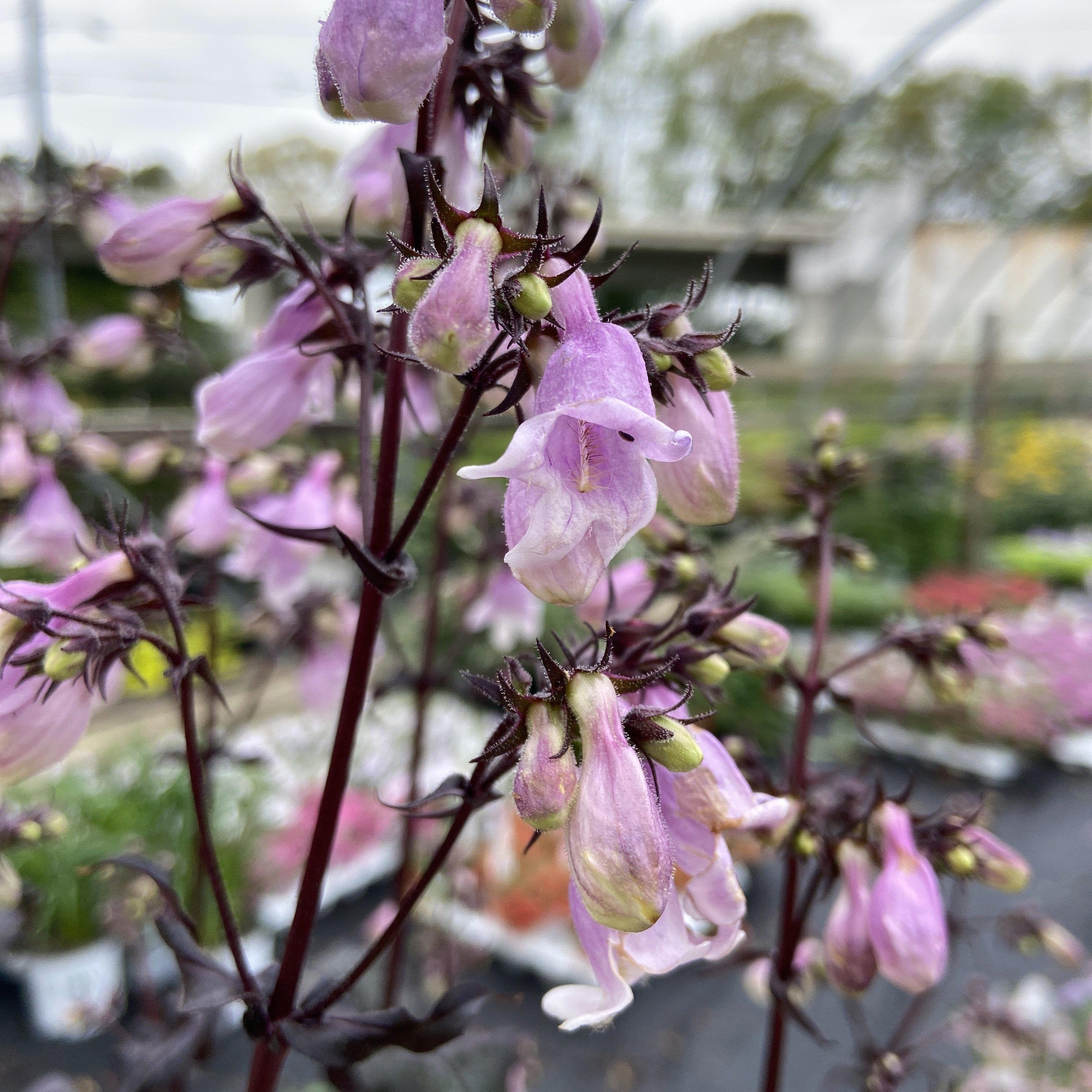 Penstemon ‘Midnight Masquerade’  - Midnight Masquerade Beardtongue