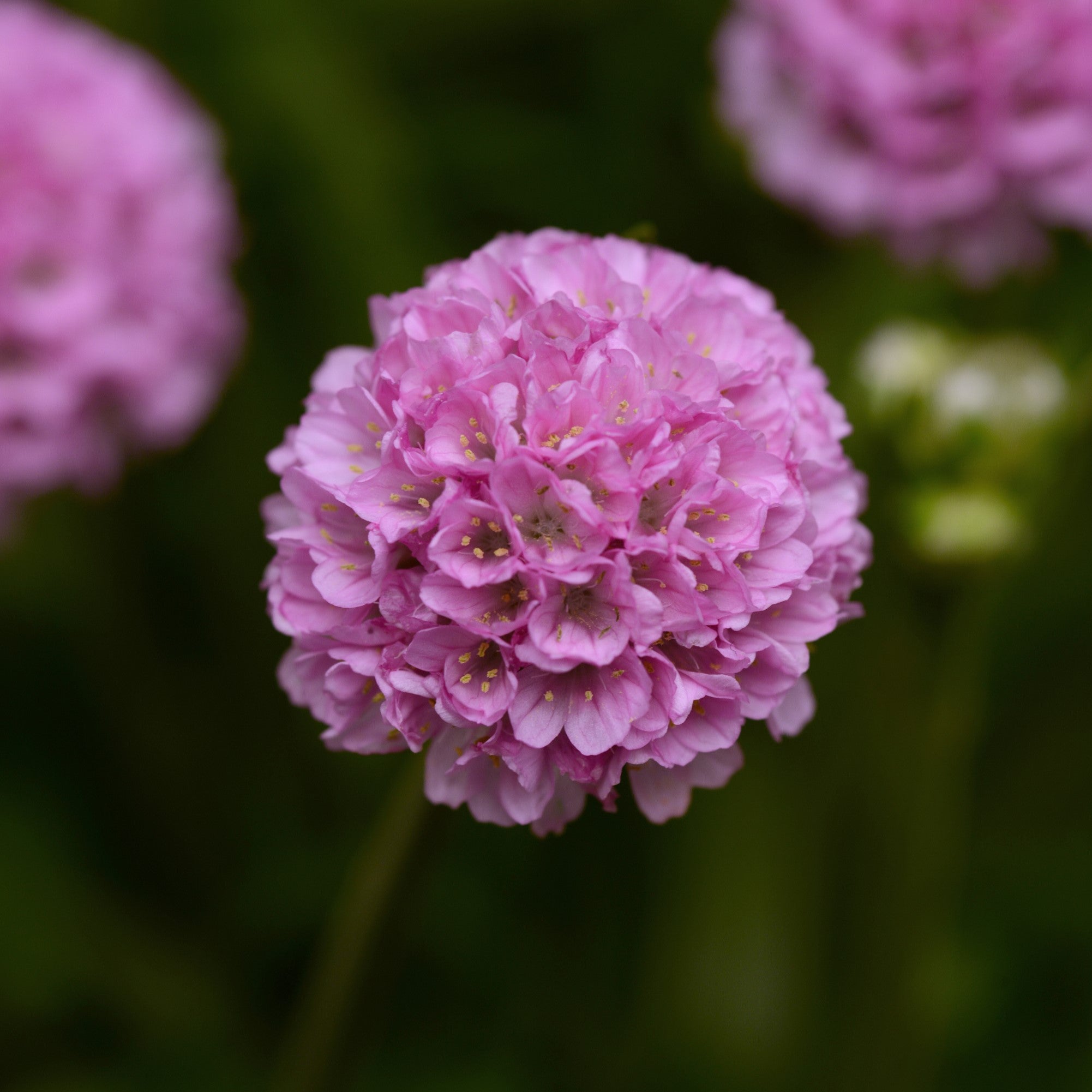 Armeria pseudarmeria 'Sweet Dreams'  - Dreameria® Sweet Dreams Thrift