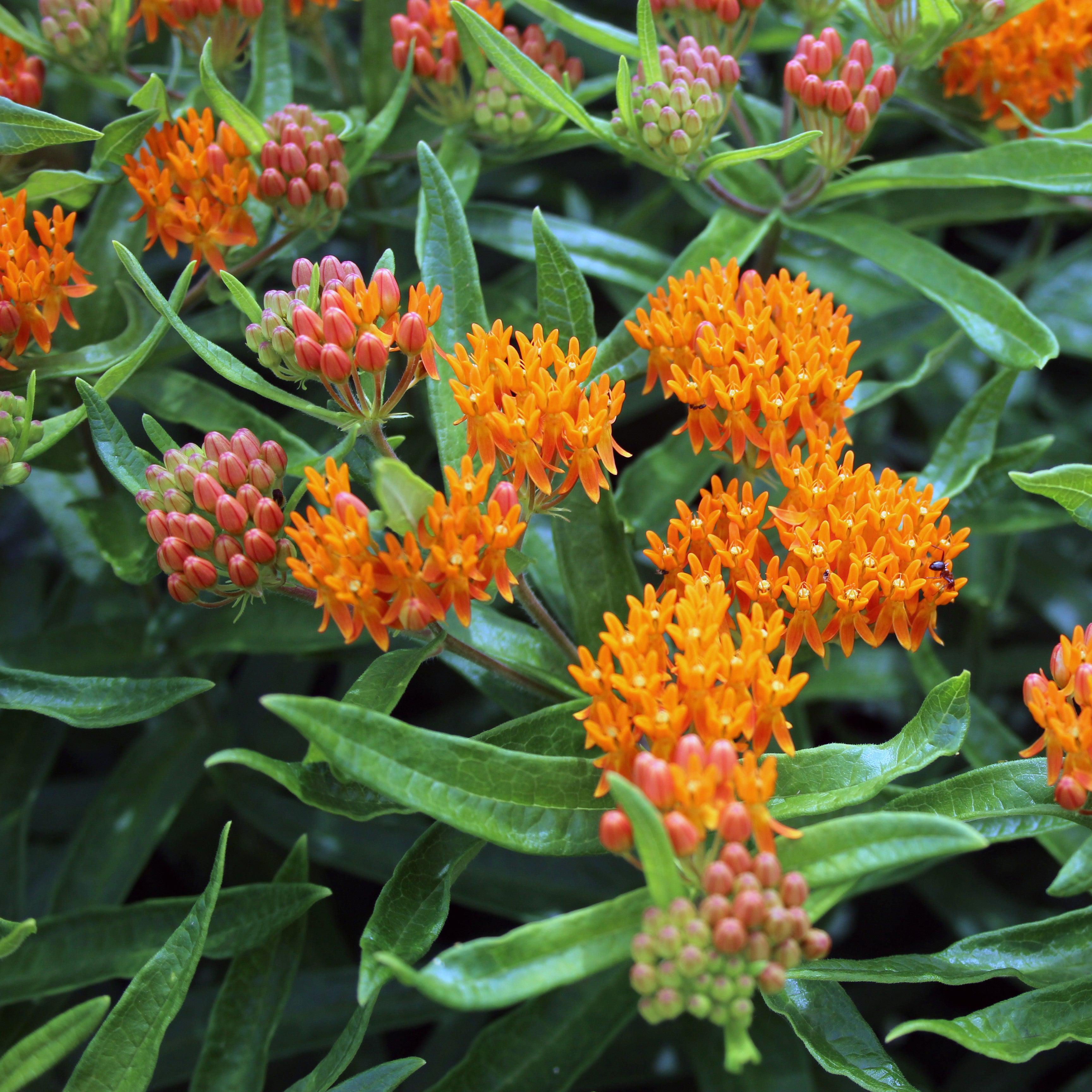 Asclepias tuberosa  - Butterfly Weed