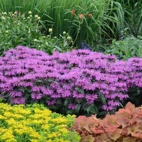 Monarda 'Leading Lady Plum' PP26,447  - PW® Leading Lady Plum Bee Balm
