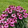 Echinacea 'The Fuchsia is Bright'  - Color Coded® The Fuchsia is Bright Echinacea