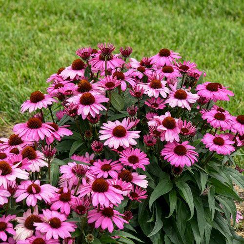 Echinacea 'The Fuchsia is Bright'  - Color Coded® The Fuchsia is Bright Echinacea