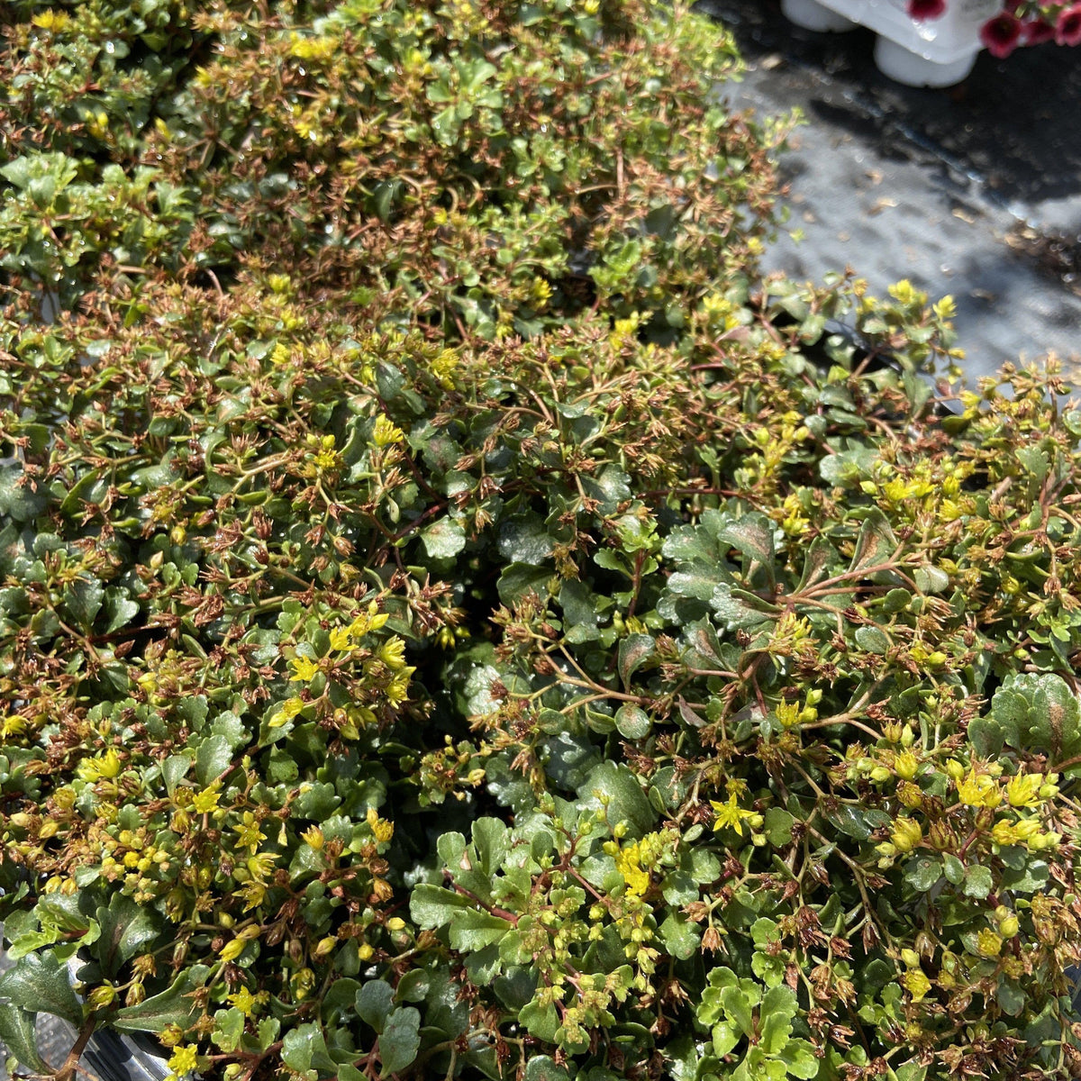 Yellow Brick Road Stonecrop (Sedum) — Low-Growing Drought-Tolerant Succulent