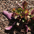 Salvia lyrata 'Purple Knockout'  - Purple Knockout Lyre-Leaf Sage