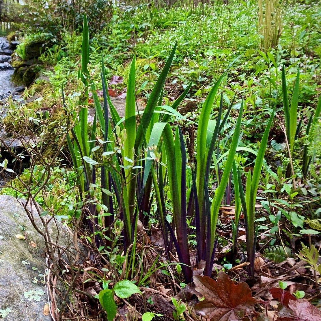 Purple Flame Blue Flag Iris (Iris versicolor) — Pollinator Perennial