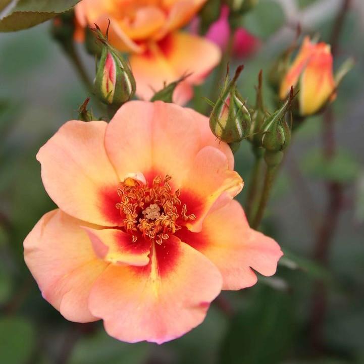 Rosa x 'Noa813219'  - Flower Carpet® Peach Rose