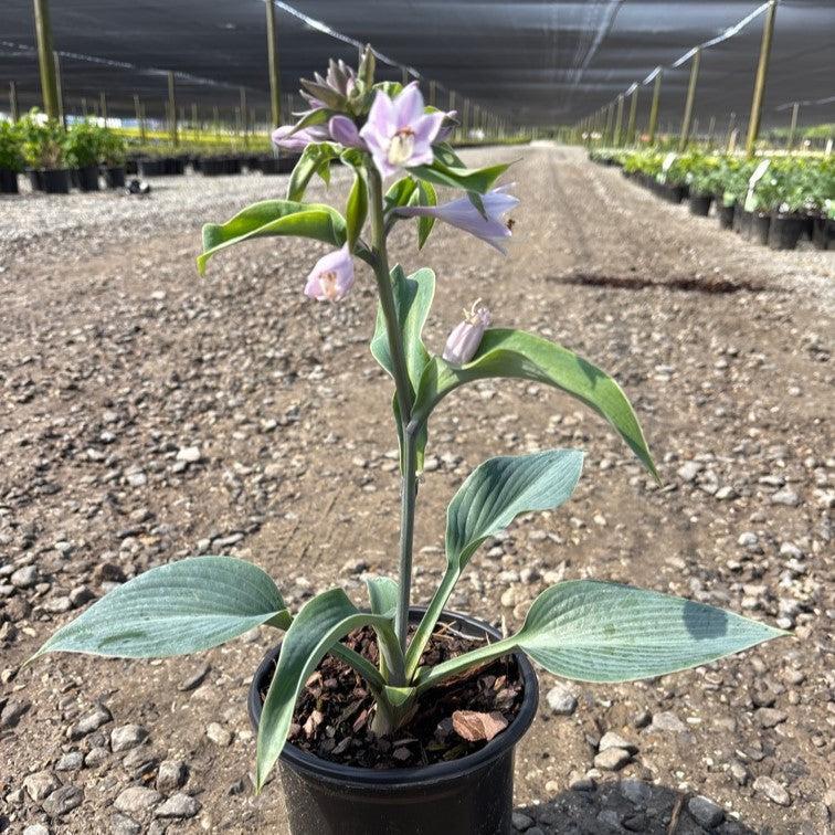 Hosta 'Halcyon'  - Halcyon Hosta