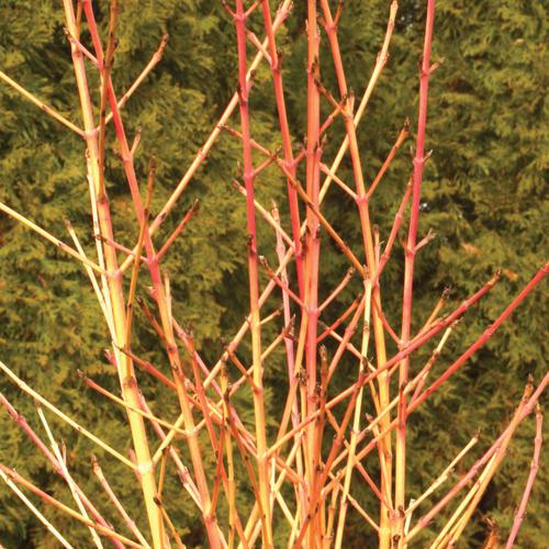 Cornus sanguinea 'Cato'  - Arctic Sun® Dogwood