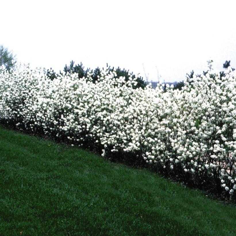 Amelanchier alnifolia 'Regent'  - Regent Serviceberry