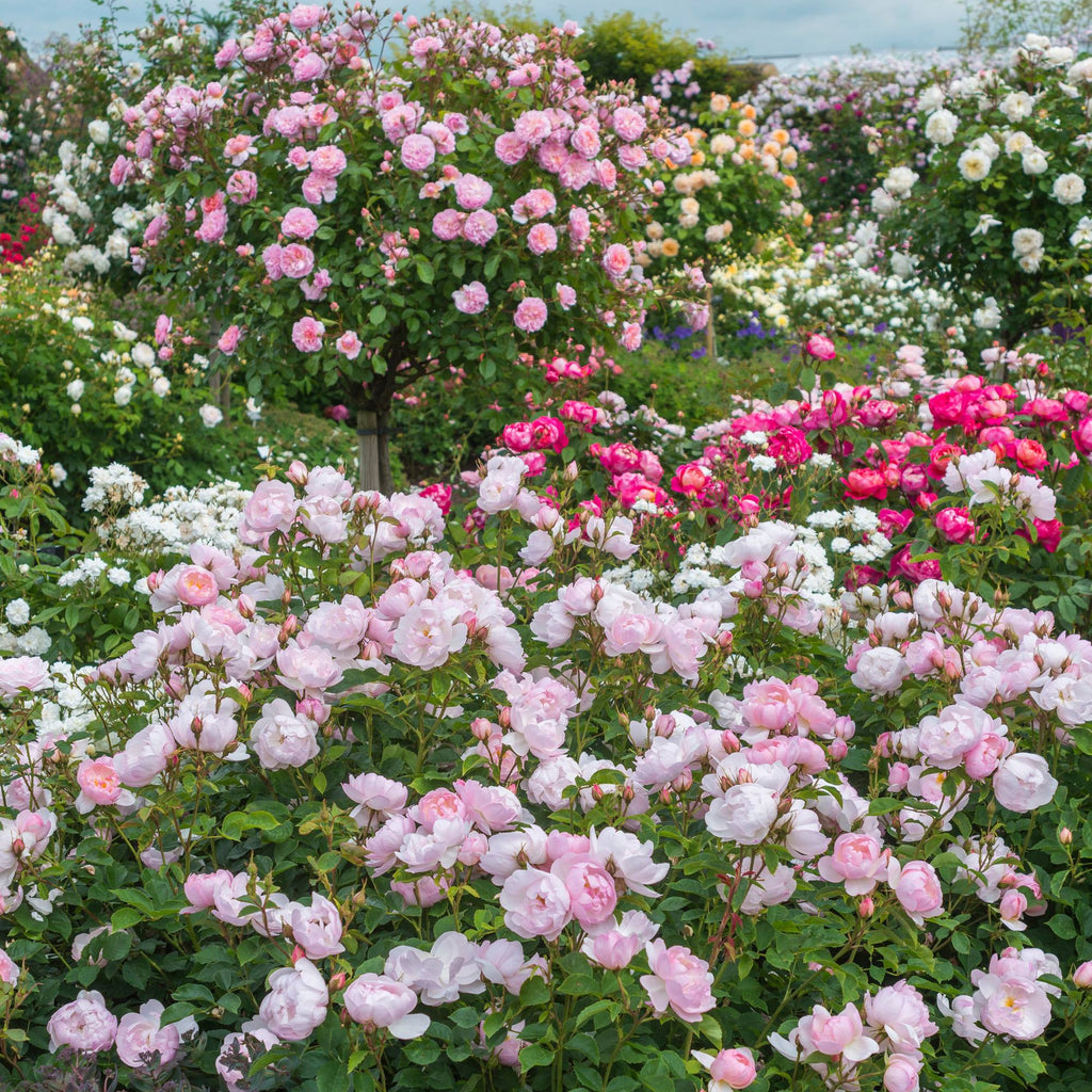 Rosa 'Ausoran'  - Scarborough Fair Rose