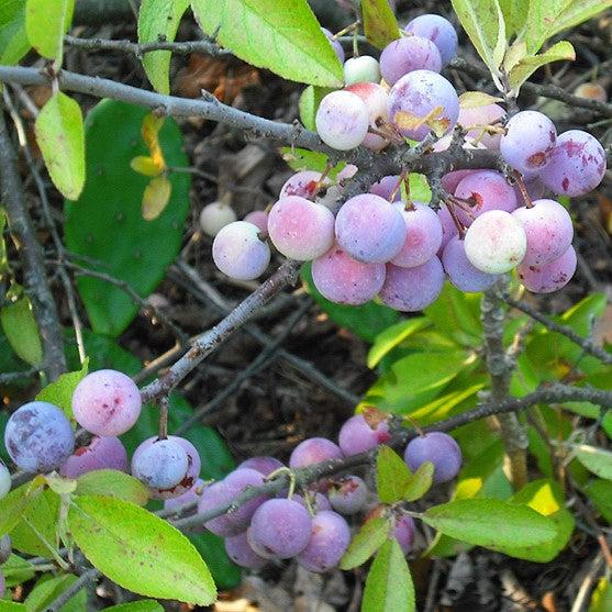Prunus maritima  - Beach Plum