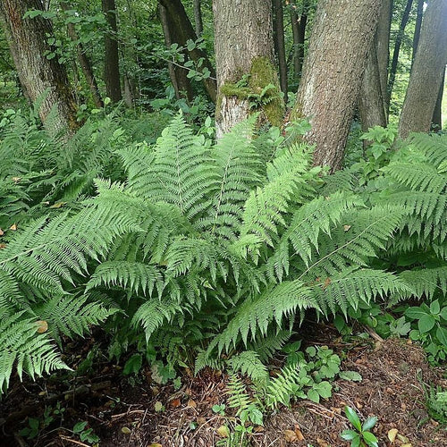 Athyrium filix-femina  - Lady Fern