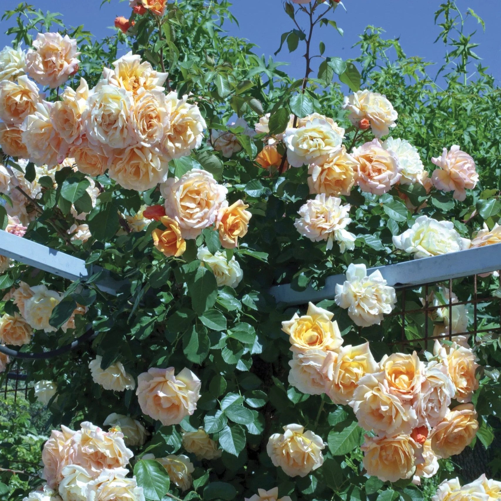 Rosa 'Meivaleir'  - Garden Sun™ Climbing Rose