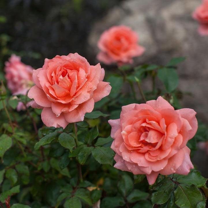 Rosa 'BAInce'  - Easy Elegance® Sweet Fragrance Rose