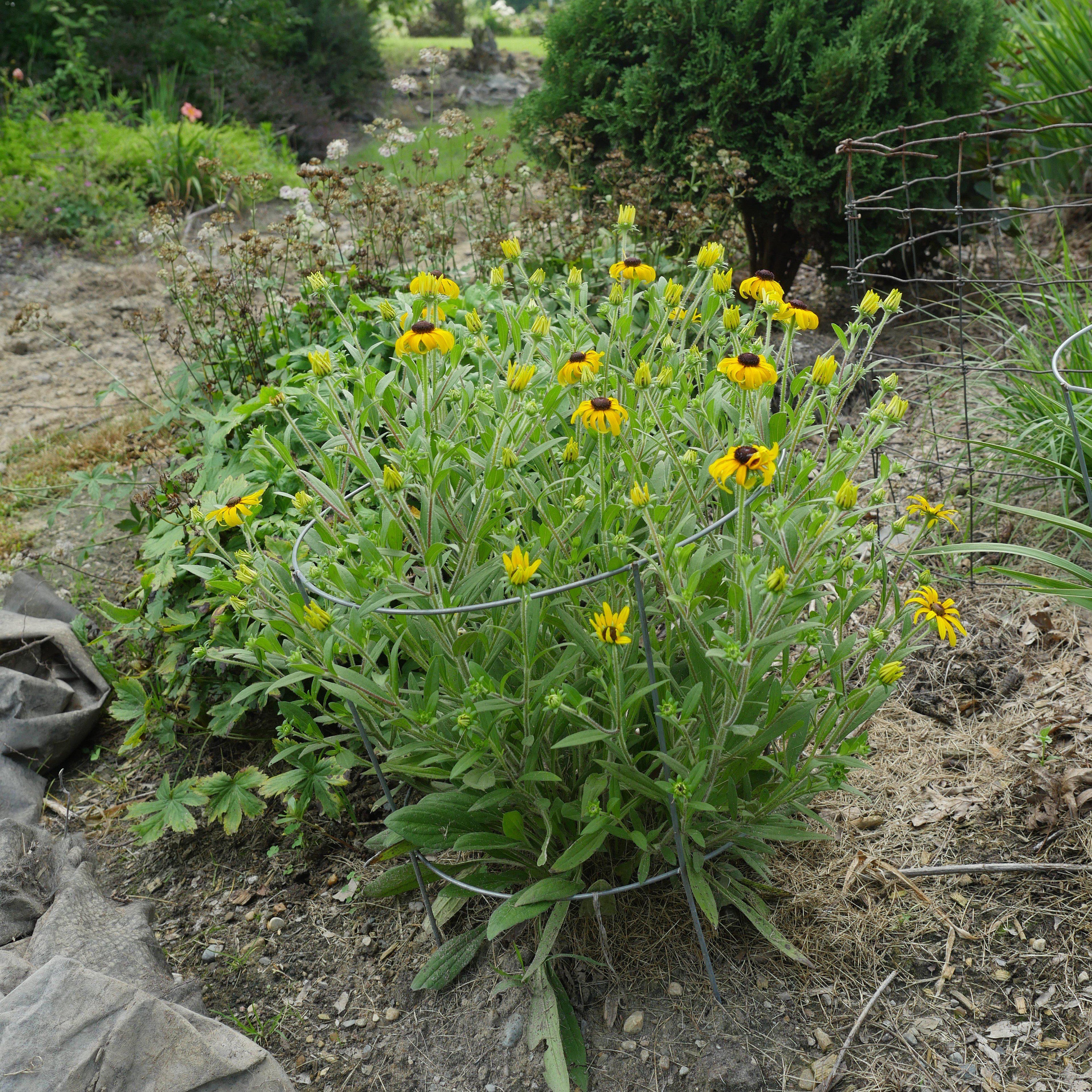 Rudbeckia 'American Gold Rush'  - American Gold Rush Black-Eyed Susan