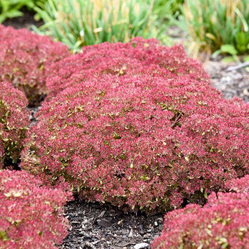 Pride and Joy Stonecrop (Sedum 'Pride And Joy') — Evergreen Pink Succulent