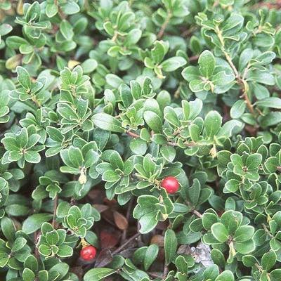 Arctostaphylos uva-ursi 'Massachusetts'  - Massachusetts Bearberry