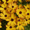 Coreopsis verticillata 'Butter Rum'  - Permathreads™ Butter Rum Coreopsis