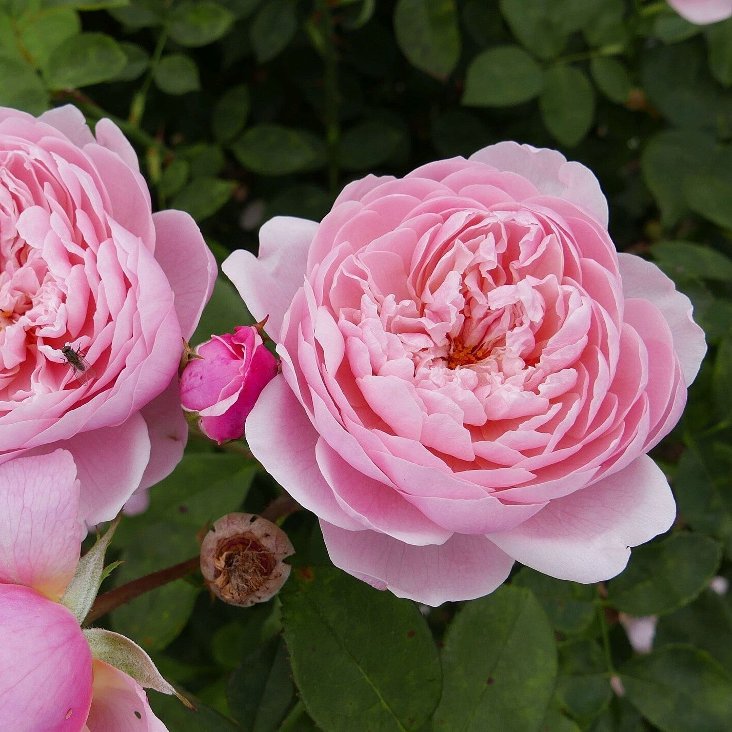 Rosa 'Ausgrab'  - The Alnwick® Rose