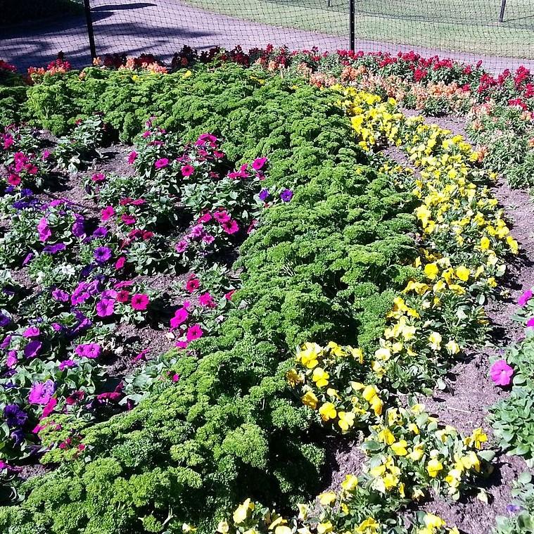 Petroselinum hortensis  - Triple Curled Parsley